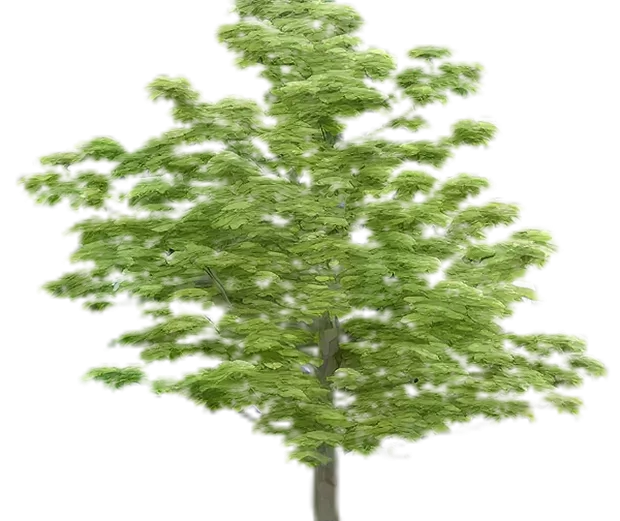 23 de Novembro – Um dia dedicado à Floresta