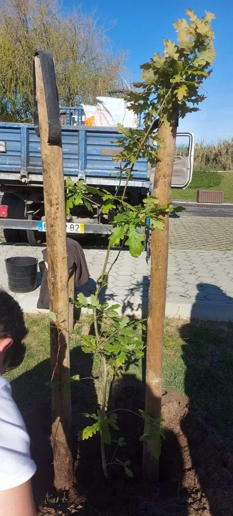 Dia Mundial da Árvore