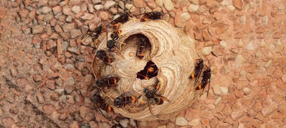 Ninhos de Vespas Asiáticas